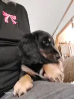 OREO,  G1. AKC, a female Dachshund and Miniature Dachshund for sale in Warrensburg, MO – Photo 1 of 2