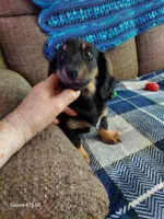 OREO,  G1. AKC, a female Dachshund for sale in Warrensburg, MO – Photo 4 of 6