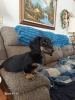 OREO,  G1. AKC, a female Dachshund for sale in Warrensburg, MO – Photo 5 of 6
