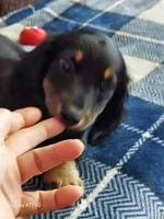 OREO,  G1. AKC, a female Dachshund for sale in Warrensburg, MO – Photo 3 of 6