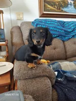 OREO, AKC limited, a female Dachshund for sale in Warrensburg, MO – Photo 8 of 8