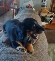 OREO, AKC limited, a female Dachshund for sale in Warrensburg, MO – Photo 7 of 8