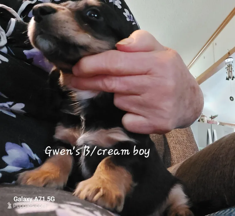 GWEN'S BLACK/CREAM boy AKC