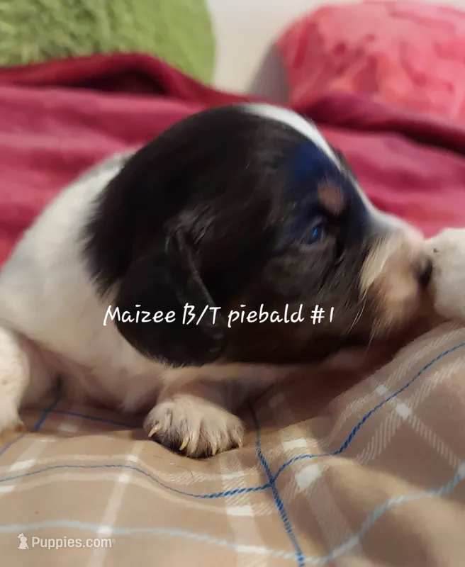 Maizee's B/T piebald boy #1