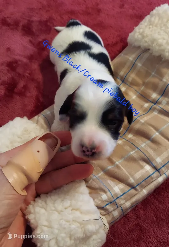 Gwen's Black/tan piebald boy