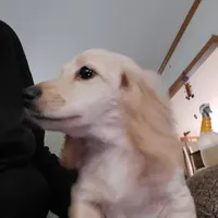 Chance,  I1  AKC, a male Dachshund for sale in Warrensburg, MO – Photo 3 of 3