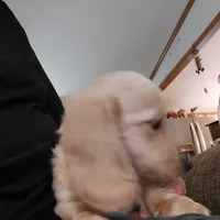 Chance,  I1  AKC, a male Dachshund for sale in Warrensburg, MO – Photo 2 of 3