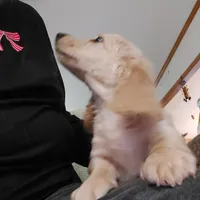 Chance,  I1  AKC, a male Dachshund for sale in Warrensburg, MO – Photo 1 of 3