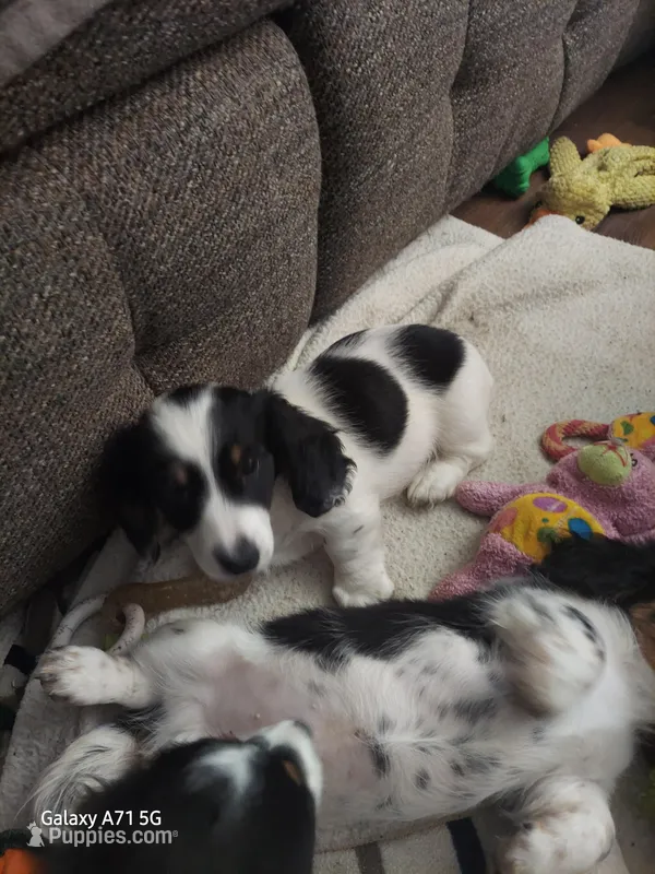 Mikie, GH,   AKC – Dachshund puppy for sale in Warrensburg, MO