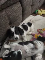 Mike, GH,   AKC, a male Dachshund for sale in Warrensburg, MO – Photo 2 of 2