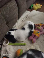 Mike, GH,   AKC, a male Dachshund for sale in Warrensburg, MO – Photo 1 of 2