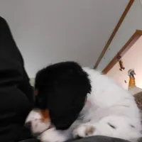 Conner, M2 AKC, a male Dachshund for sale in Warrensburg, MO – Photo 3 of 3