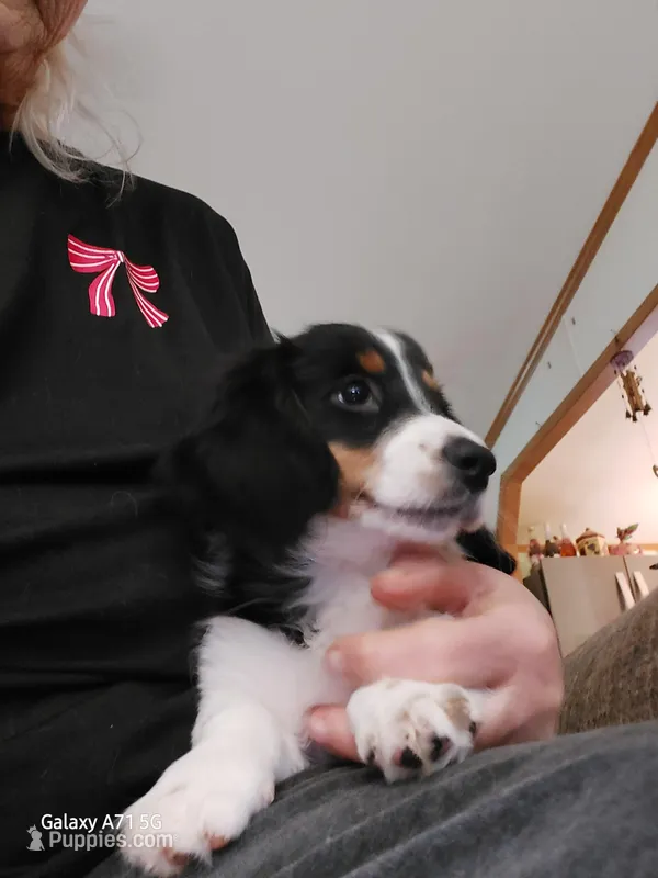 Conner, M2 AKC – Dachshund puppy for sale in Warrensburg, MO