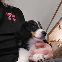 Conner, M2 AKC, a male Dachshund for sale in Warrensburg, MO – Photo 2 of 3