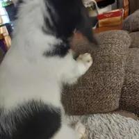 Conner, M2 AKC, a male Dachshund for sale in Warrensburg, MO – Photo 1 of 3