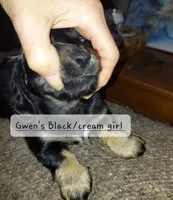 GWEN'S BLACK/CREAM GIRL, a female Dachshund for sale in Warrensburg, MO – Photo 1 of 5