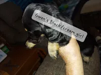 GWEN'S BLACK/CREAM GIRL, a female Dachshund for sale in Warrensburg, MO – Photo 2 of 5