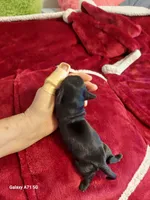 GWEN'S BLACK/CREAM GIRL, a female Dachshund for sale in Warrensburg, MO – Photo 5 of 5