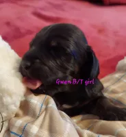 GWEN'S BLACK/CREAM GIRL, a female Dachshund for sale in Warrensburg, MO – Photo 3 of 5