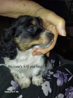 Maizee's B/T piebald boy #1, a male Dachshund for sale in Warrensburg, MO – Photo 1 of 6