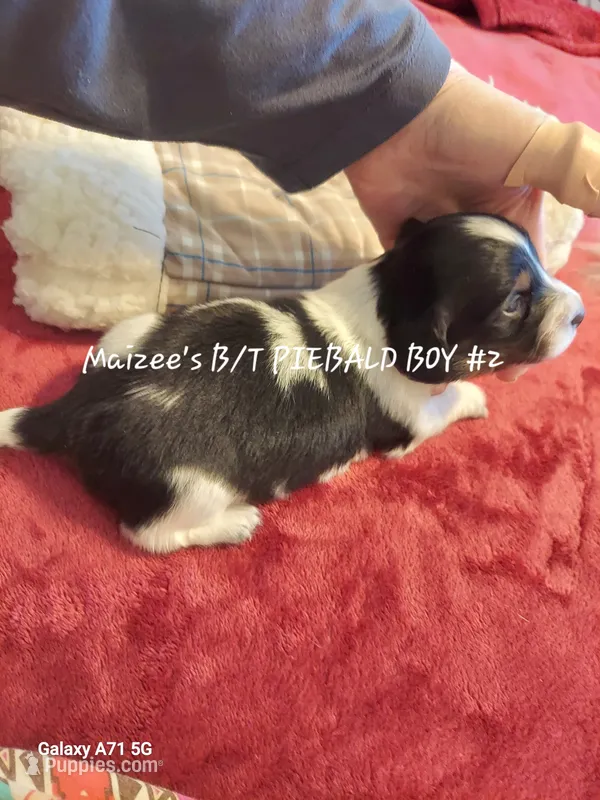 Maizee's B/T piebald boy # 2