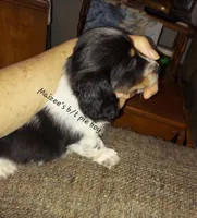 Maizee's B/T piebald boy #1, a male Dachshund for sale in Warrensburg, MO – Photo 2 of 6