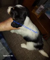 Maizee's B/T piebald boy #2, a male Dachshund for sale in Warrensburg, MO – Photo 1 of 4