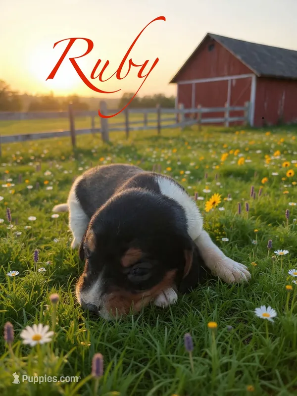 Ruby – Beagle puppy for sale in Coldspring, TX