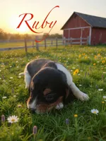 Ruby, a female Beagle for sale in Coldspring, TX – 1 of 4