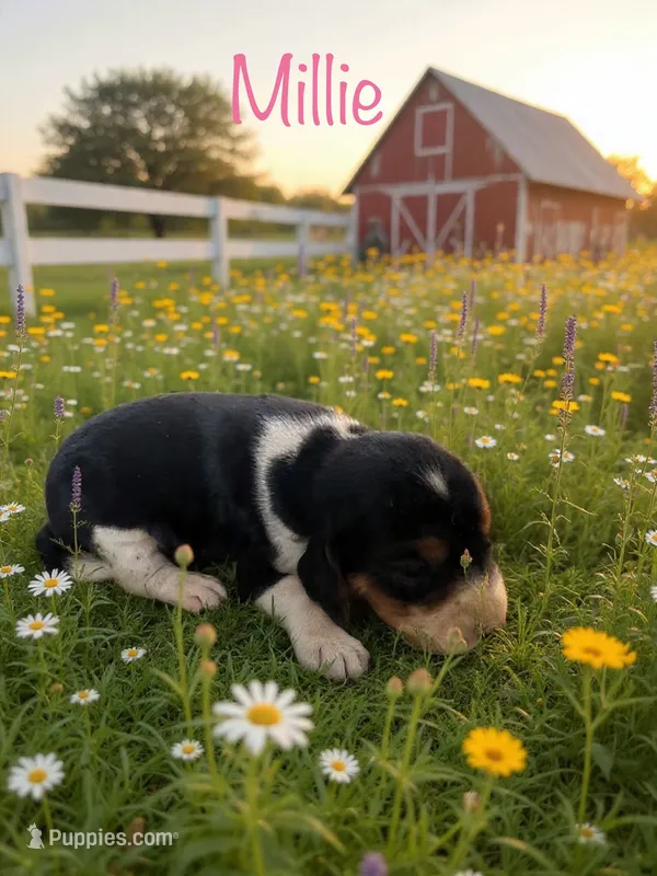 Millie  – Beagle puppy for sale in Coldspring, TX