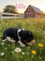 Millie , a female Beagle for sale in Coldspring, TX – 1 of 5