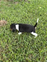 Ruby, a female Beagle for sale in Coldspring, TX – 3 of 4