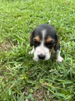 Boone , a male Beagle for sale in Coldspring, TX – 1 of 4