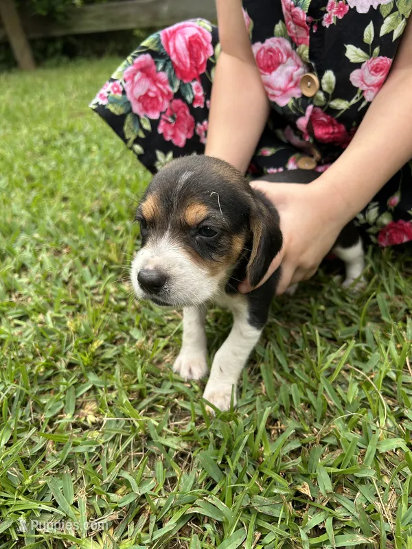 Sadie  – Beagle puppy for sale in Coldspring, TX