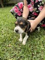 Sadie , a female Beagle for sale in Coldspring, TX – 1 of 3