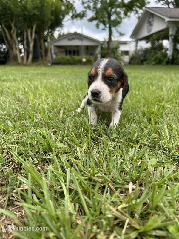 Lucy – Beagle puppy for sale in Coldspring, TX