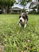 Lucy, a female Beagle for sale in Coldspring, TX – 1 of 5