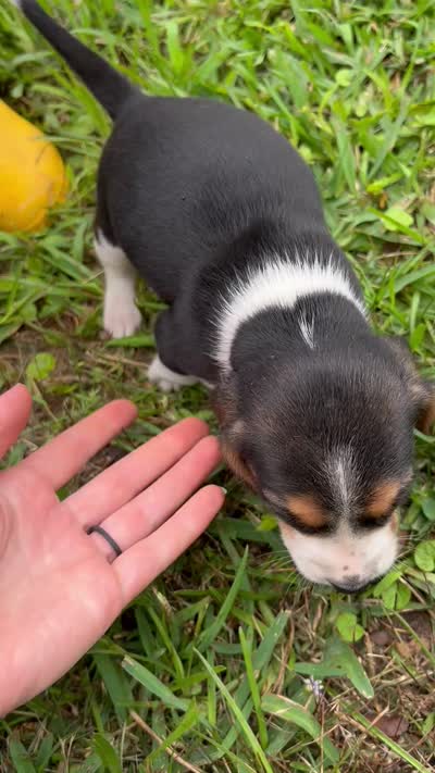 Boone , a male Beagle for sale in Coldspring, TX – 3 of 4