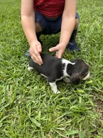 Lucy, a female Beagle for sale in Coldspring, TX – 4 of 5