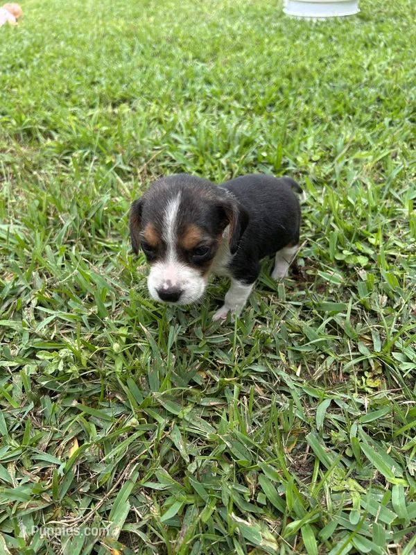 Millie  – Beagle puppy for sale in Coldspring, TX