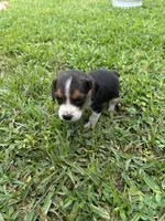 Millie , a female Beagle for sale in Coldspring, TX – 2 of 5