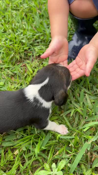 Lucy, a female Beagle for sale in Coldspring, TX – 5 of 5