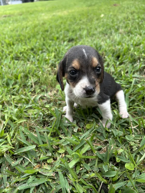 Hazel – Beagle puppy for sale in Coldspring, TX