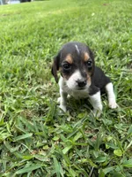 Hazel, a female Beagle for sale in Coldspring, TX – 1 of 3