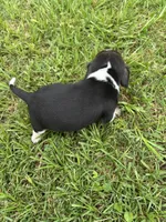 Lucy, a female Beagle for sale in Coldspring, TX – 2 of 5