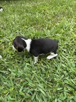 Millie , a female Beagle for sale in Coldspring, TX – 3 of 5