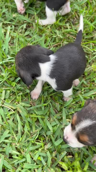 Hazel, a female Beagle for sale in Coldspring, TX – 3 of 3