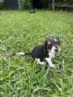 Hazel, a female Beagle for sale in Coldspring, TX – 2 of 3