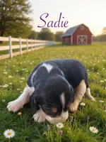 Sadie , a female Beagle for sale in Coldspring, TX – 2 of 3