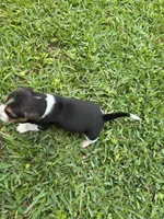 Boone , a male Beagle for sale in Coldspring, TX – 4 of 4